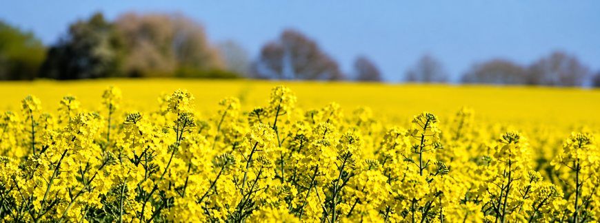 Nawożenie dolistne rzepaku, czyli natychmiastowa pomoc dla rośliny