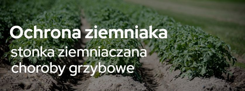 Ochrona ziemniaka przed chorobami grzybowymi i ranking środków na stonkę | Blog Sklepfarmera.pl