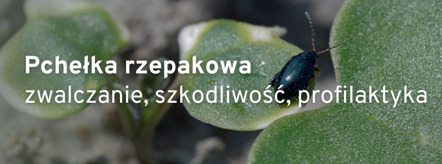 Zwalczanie pchełki rzepakowej