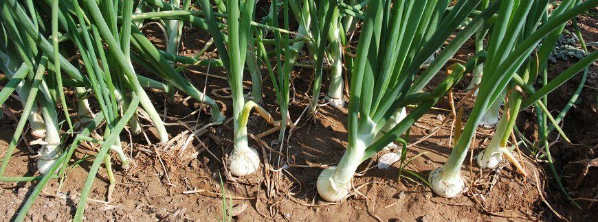 Plantacja cebuli na polu – zdrowy szczypior i bulwy