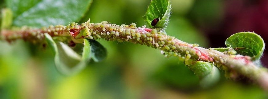Powiedz „nie” szkodnikom! – Zastosowanie insektycydów