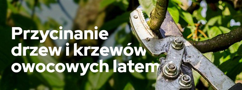 Przycinanie drzew i krzewów owocowych latem | Blog Sklepfarmera.pl