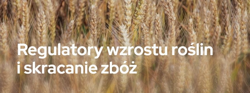 Regulatory wzrostu roślin i skracanie zbóż | Blog Sklepfarmera.pl