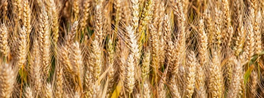 Regulatory wzrostu roślin i skracanie zbóż