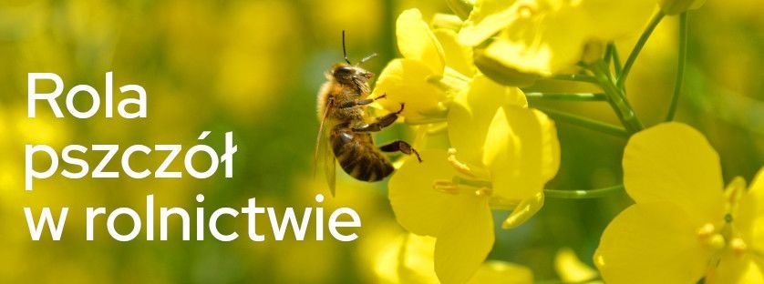 Rola pszczół w rolnictwie | Blog Sklepfarmera.pl 