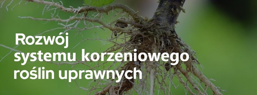 Rozwój systemu korzeniowego roślin uprawnych | Blog Sklepfarmera.pl