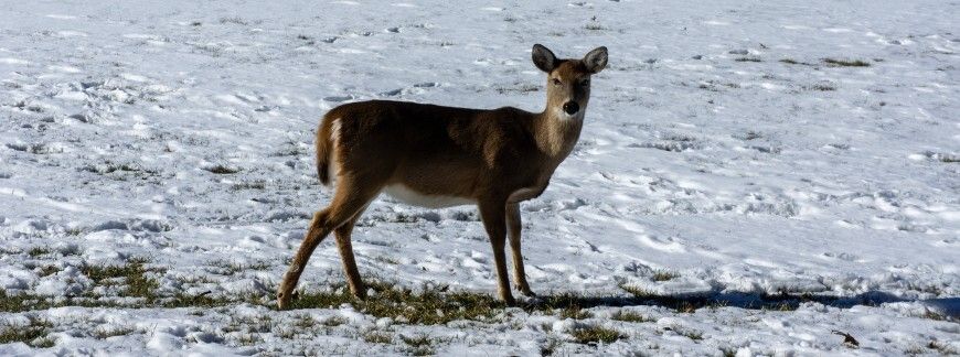 Sarna na polu zimą – przykład dzikiej zwierzyny powodującej szkody w rolnictwie