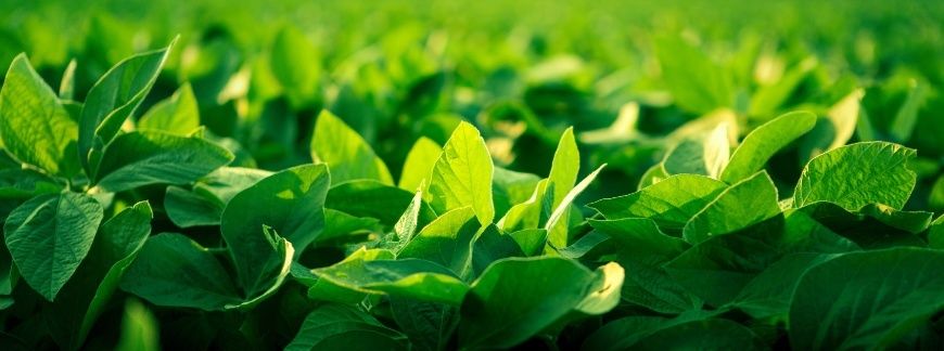 plantacja soi – zbliżenie zielonych liści rosnących na polu