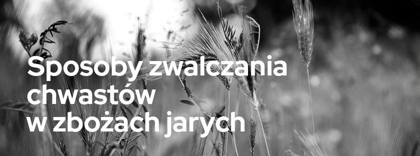 Sposoby zwalczania chwastów w zbożach jarych | Blog Sklepfarmera.pl