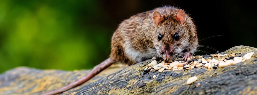 Stosowanie rodentycydów na gryzonie, czyli skuteczna ochrona upraw