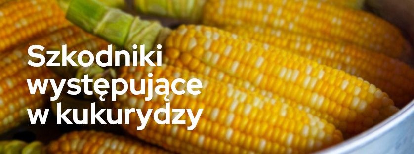Szkodniki występujące w kukurydzy | Blog Sklepfarmera.pl 