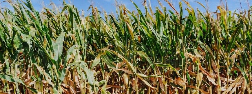 Dojrzewająca kukurydza na polu przed zbiorem