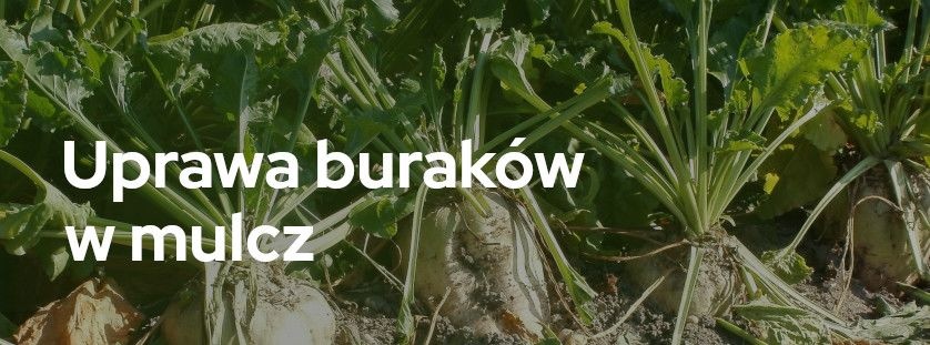 Uprawa buraków w mulcz | Blog Sklepfarmera.pl