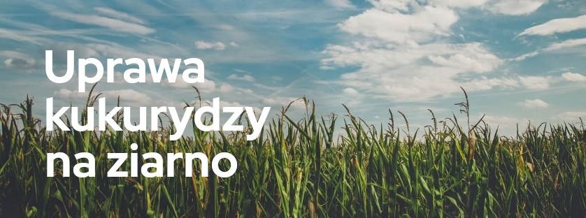 Uprawa kukurydzy na ziarno. Jakie składniki warto stosować do jej nawożenia? | Blog Sklepfarmera.pl