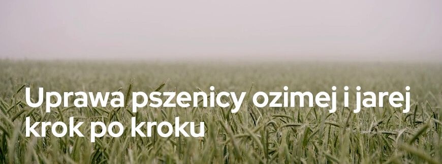 Uprawa pszenicy ozimej i jarej - krok po kroku | Blog Sklepfarmera.pl