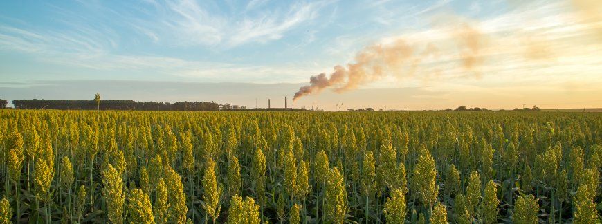 Sorgo uprawa