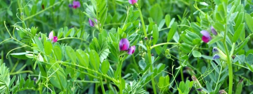 plantacja wyki jarej w fazie wzrostu na polu