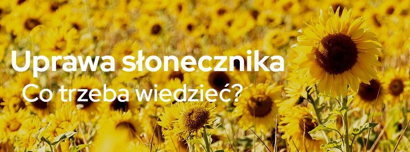 Uprawa słonecznika - co trzeba wiedzieć? - Sklepfarmera.pl