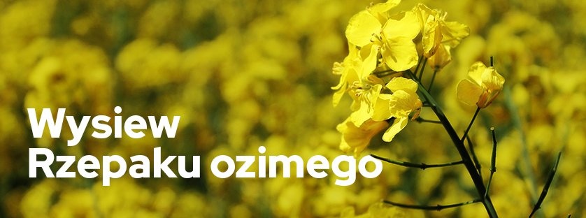 Wysiew rzepaku ozimego – jak to zrobić poprawnie? | Blog Sklepfarmera.pl