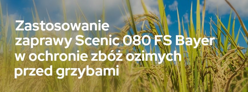 Zastosowanie zaprawy Scenic 080 FS Bayer w ochronie zbóż ozimych przed grzybami | Blog Sklepfarmera.pl