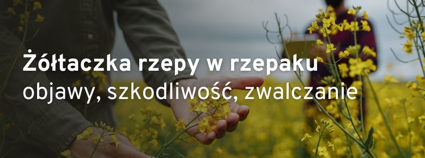  wirus żółtaczki rzepy