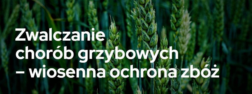 Zwalczanie chorób grzybowych – wiosenna ochrona zbóż | Blog Sklepfarmera.pl