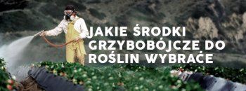 Jakie środki grzybobójcze do roślin wybrać? | Blog Sklepfarmera.pl