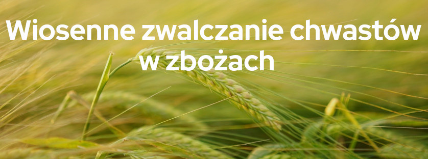 Wiosenne zwalczanie chwastów w zbożach  | Blog Sklepogrodniczy.pl 