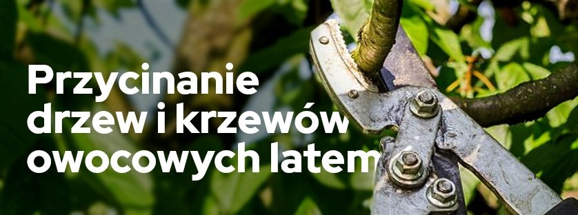 Przycinanie drzew i krzewów owocowych latem | Blog Sklepfarmera.pl