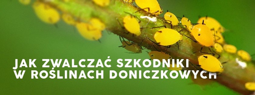Jak zwalczać szkodniki roślin doniczkowych? Sklepfarmera.pl
