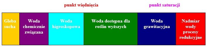 Dostępność wody dla roślin