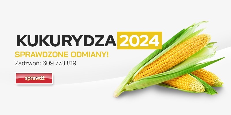 Nasiona kukurydzy 2024