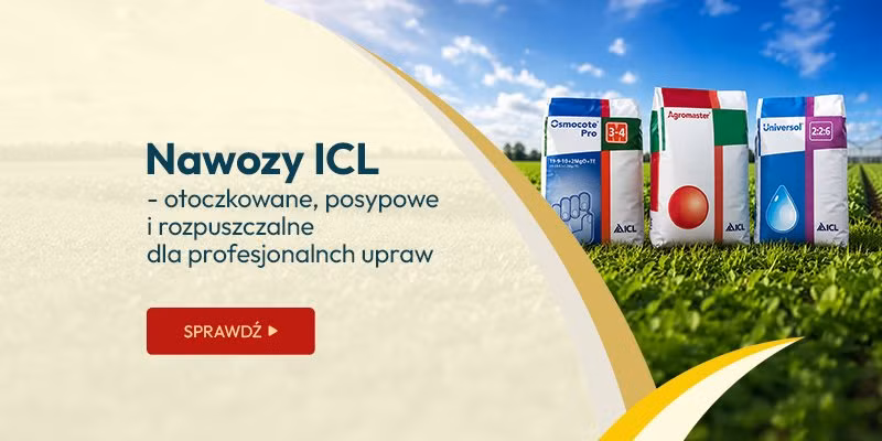 Nawozy ICL - otoczkowane, posypowe i rozpuszczalne dla profesjonalnch upraw