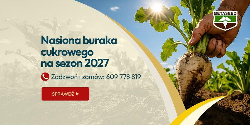 Zamów nasiona buraka cukrowego na sezon 2027 – zadzwoń do nas 609 778 819