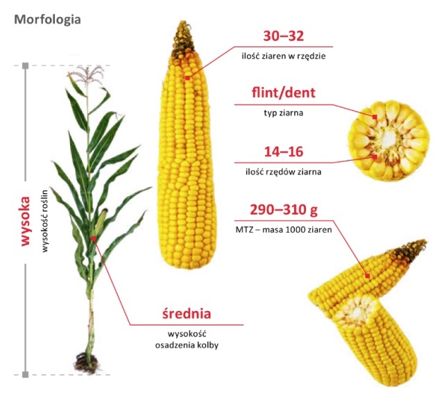 Cechy odmiany kukurydzy LG 32.257