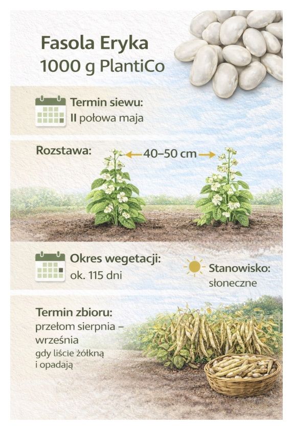 Fasola Eryka 1000 g - biała, średnio wczesna