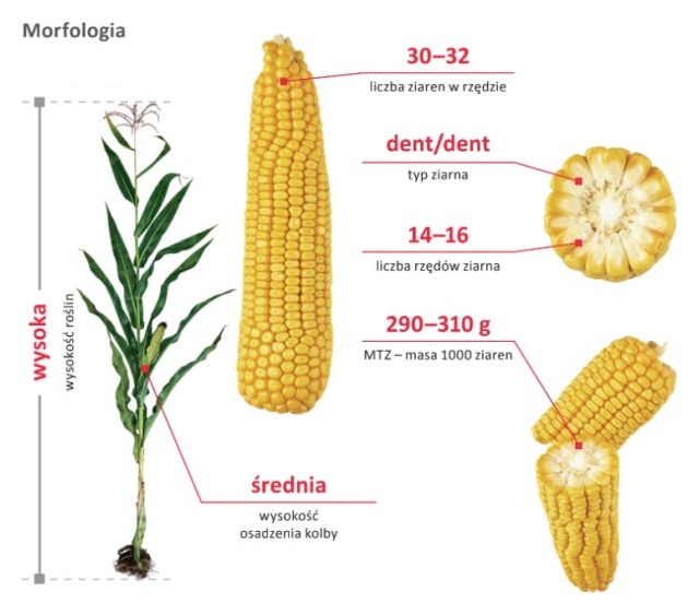 Cechy odmiany kukurydzy LG 31.240