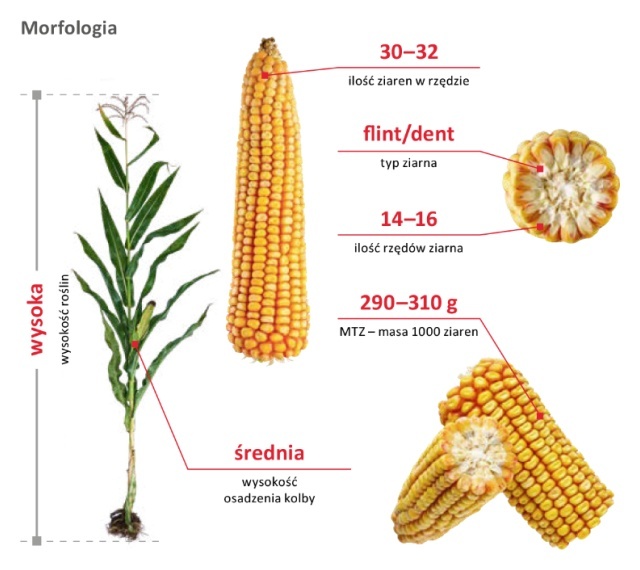 Cechy odmiany kukurydzy LG 31.245