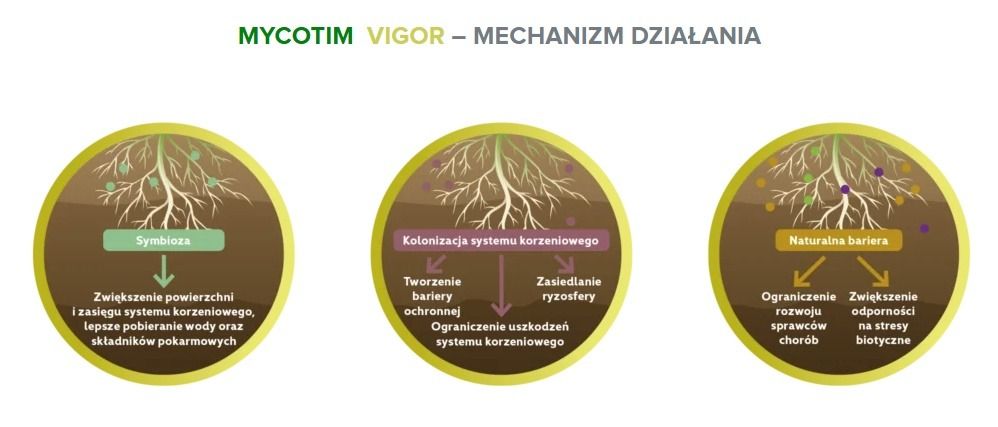 Mechanizm działania Mycotim Vigor