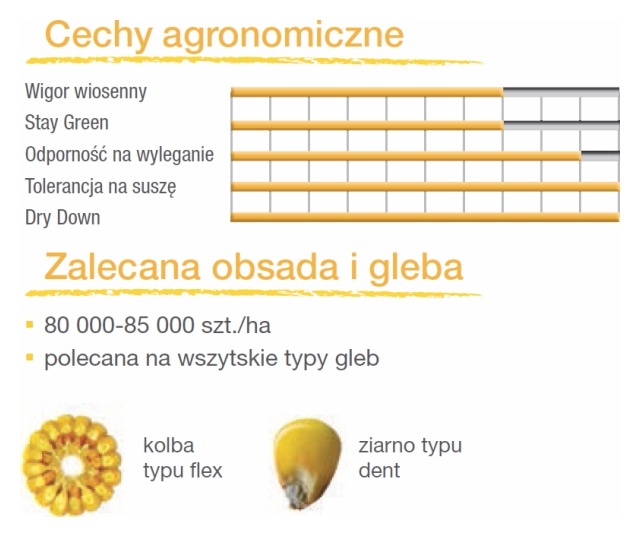 Cechy odmiany kukurydzy SE 2461/SY Olivia
