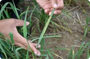 Objawy septoriozy liści pszenicy widoczne podczas lustracji łanu