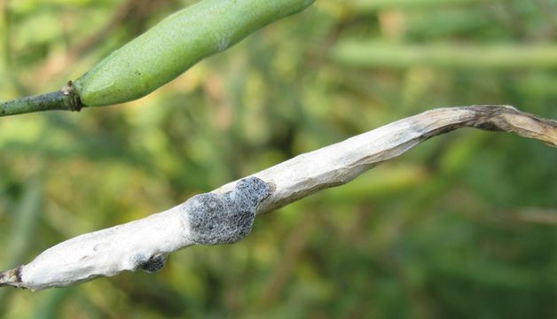 Zgnilizna twardzikowa - łuszczyna sklerocja. Fot. Agro Bayer Polska Zgnilizna twardzikowa - łuszczyna sklerocja. Fot. Agro Bayer Polska
