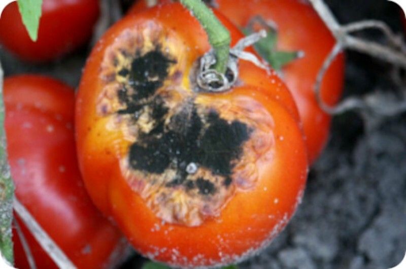alternarioza na pomidorach &ndash; objawy na owocach