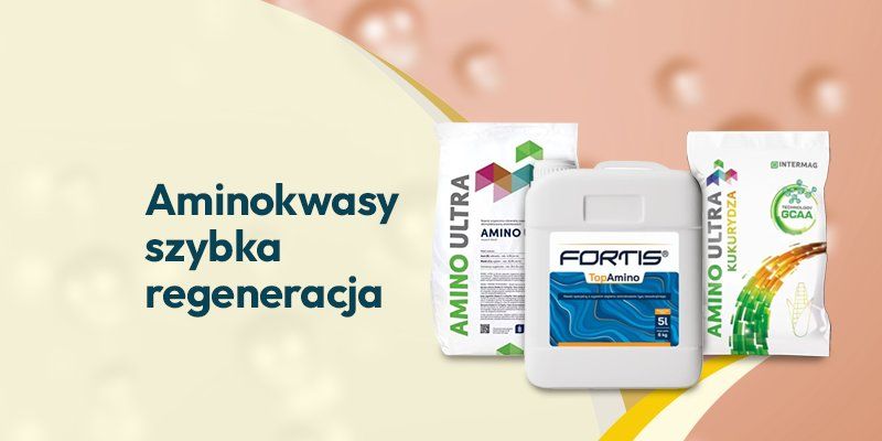 Aminokwasy - szybka regeneracja - Grafika