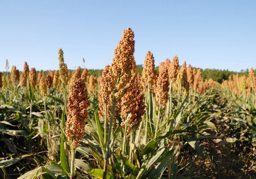 Uprawa Sorgo na polu