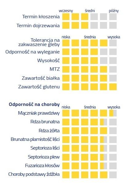 Cechy pszenicy Aplauz