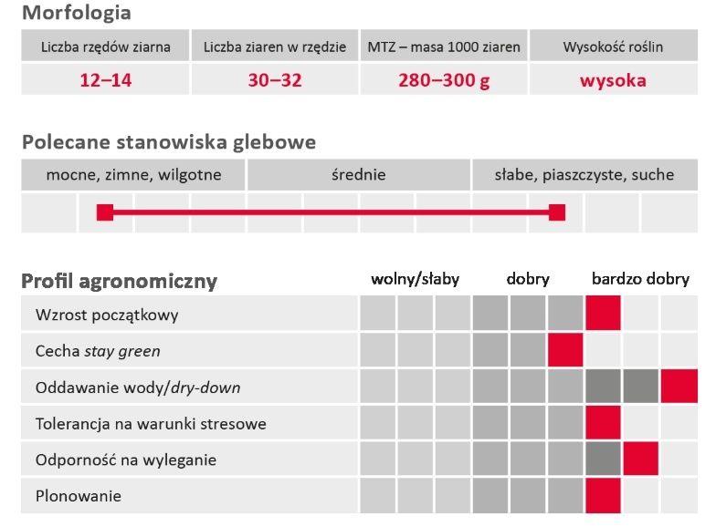 Cechy kukurydzy LG 31.160 Limagrain