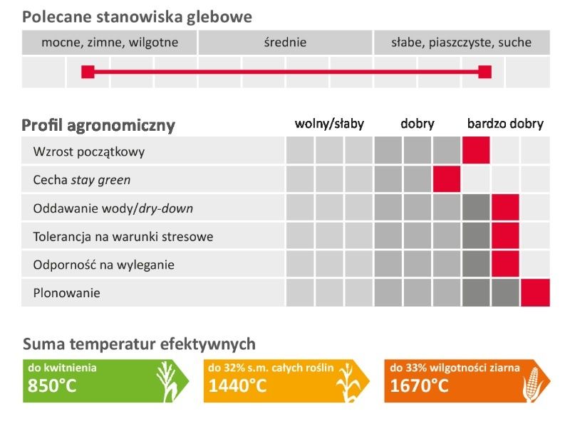 Cechy kukurydzy Kukurydza LG31.274 Limagrain