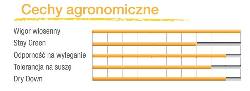 Cechy kukurydzy SY Akela Syngenta