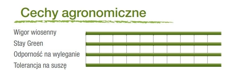 Cechy kukurydzy Maximaize Syngenta